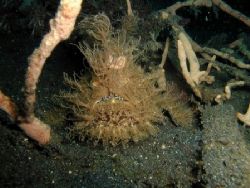 Hairy Frogfish, Lembeh Strait. They also have normal-look... by Oliver Bonten 